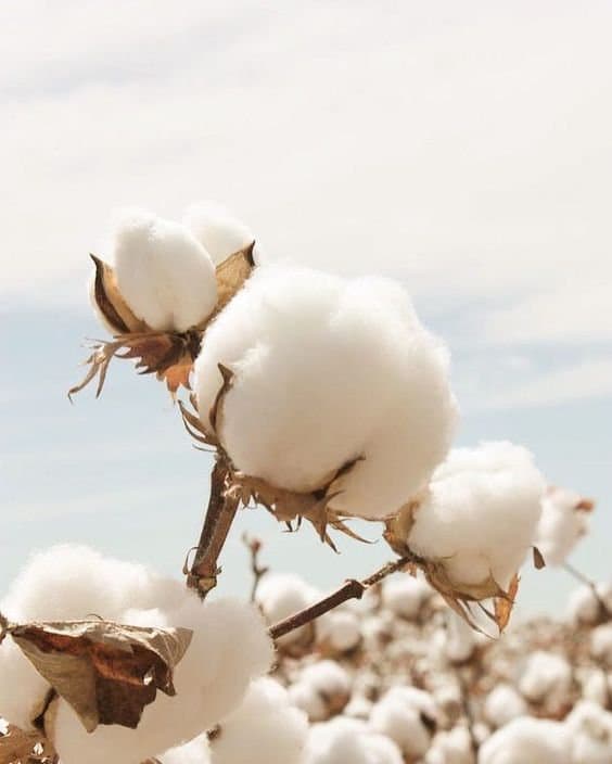 Ripe cotton bolls against a pale sky