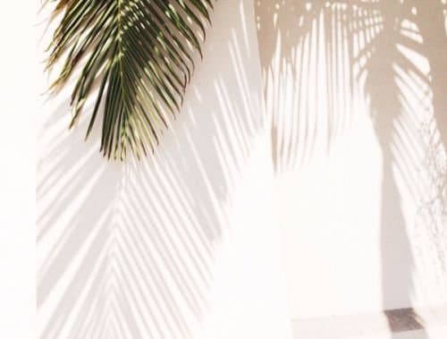 A palm frond casting soft shadows on a white wall