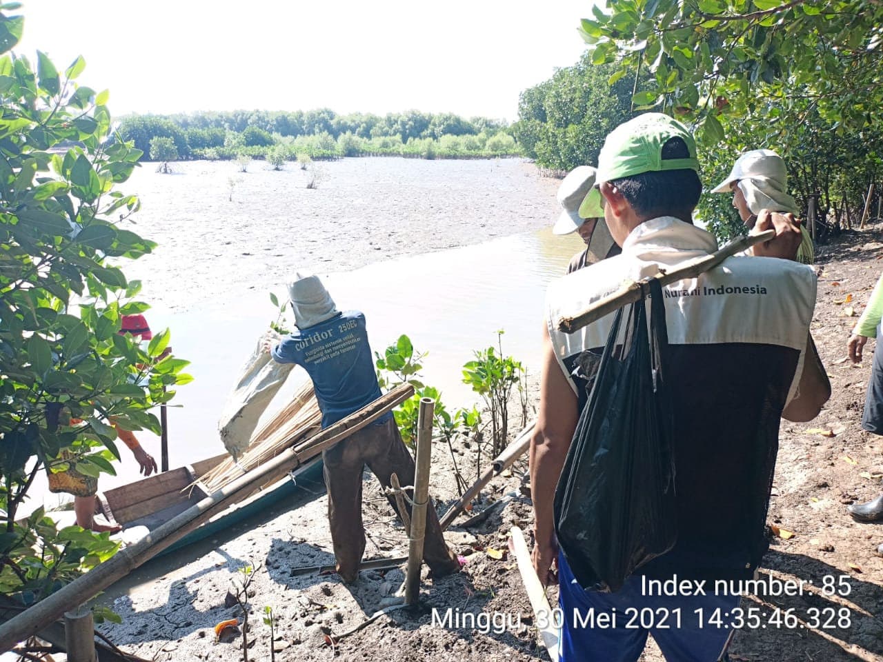 Mangrove planting along the Javanese coast, 2021
