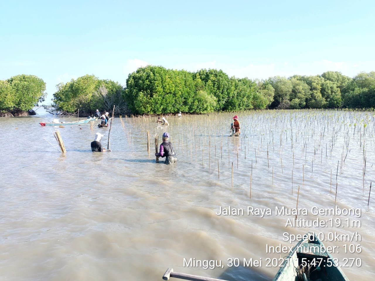 Mangrove planting along the Javanese coast, 2021