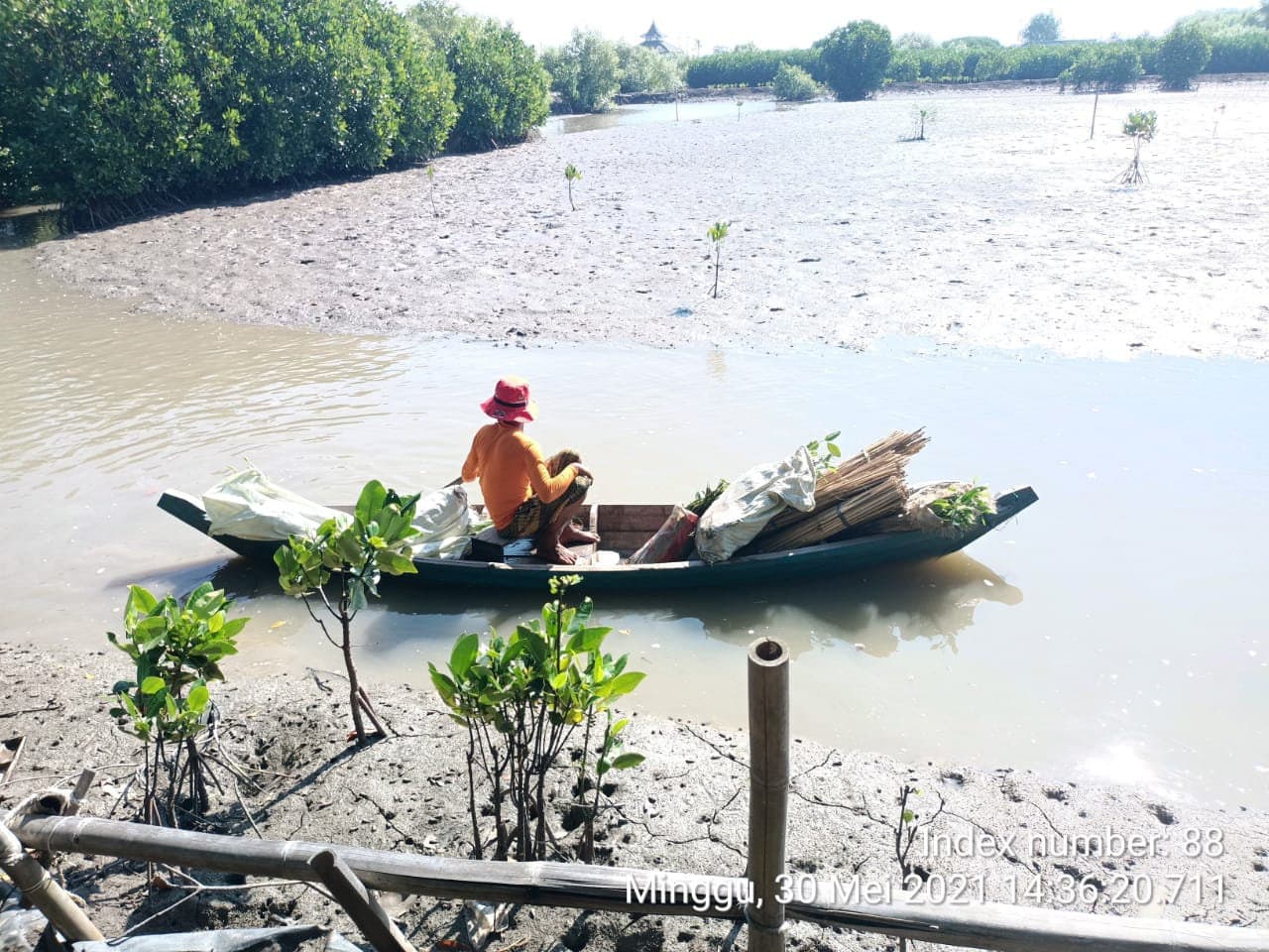 Mangrove planting along the Javanese coast, 2021