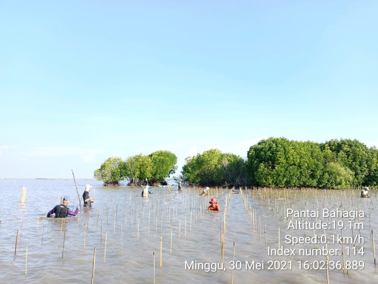 Mangrove planting along the Javanese coast, 2021
