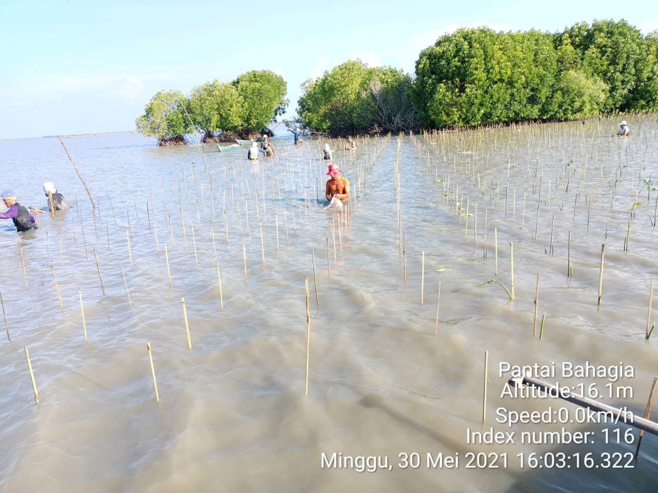 Mangrove planting along the Javanese coast, 2021