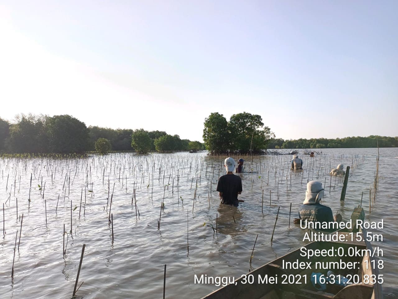 Mangrove planting along the Javanese coast, 2021