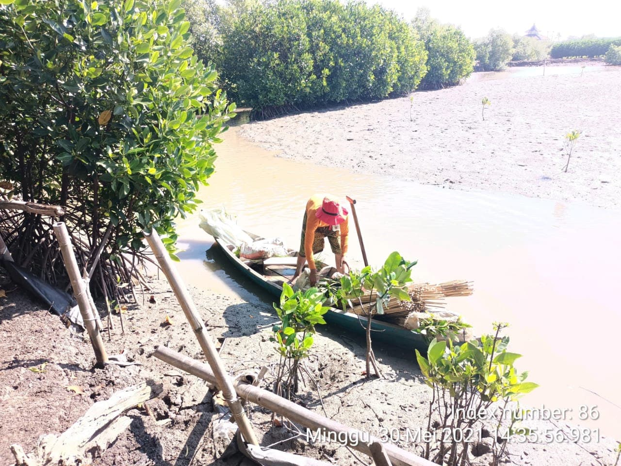 Mangrove planting along the Javanese coast, 2021