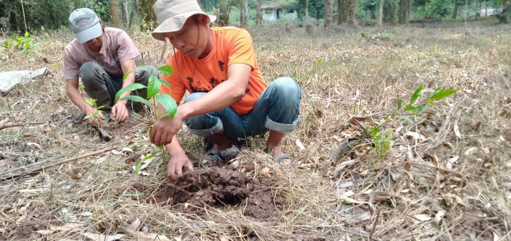 Two planters putting a sapling into the ground at one of our planting sites